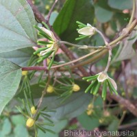 Clematis zeylanica (L.) Poir.